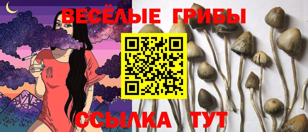 Псилоцибиновые грибы Cubensis Костомукша
